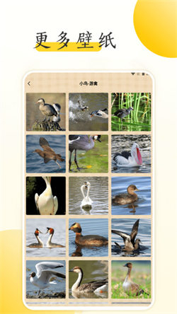 小鸟壁纸大全(4)