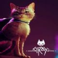 迷失stray免费学习版