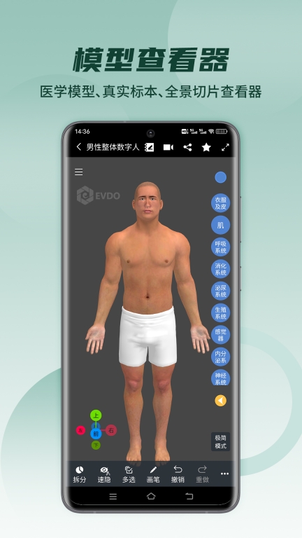 医维度解剖图2
